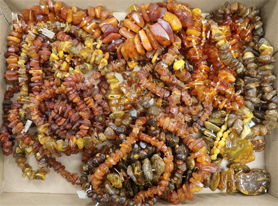 Eleven assorted amber necklaces and an amber bracelet.